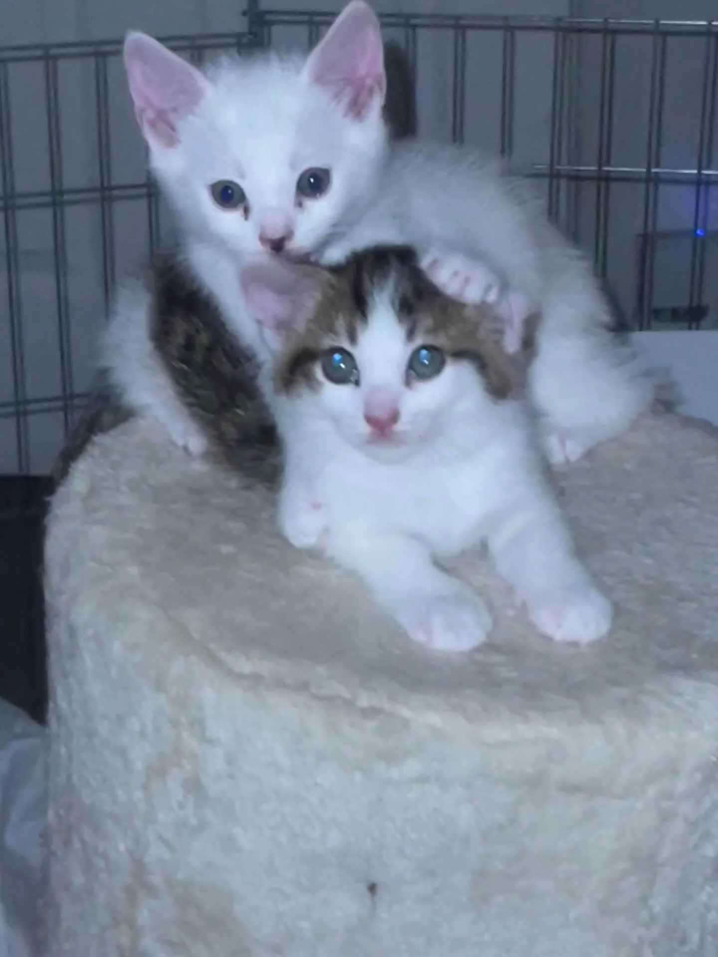 Asian cats for sale: Adorable Kittens Looking for Forever Homes 🐾 - Video 2