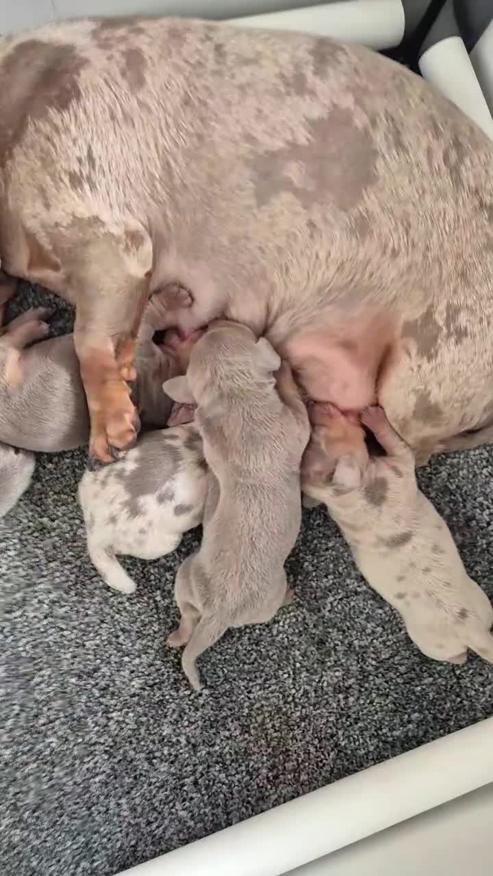 Miniature Dachshund dogs for sale: 6 stunning kc registered miniature dachshund pups  in Stockton-on-Tees - Video 1