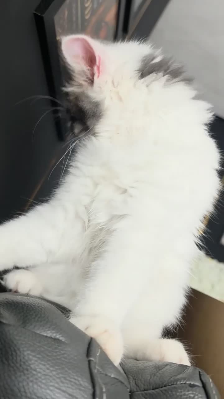 Persian cats for sale: 🐾 Beautiful Kitten Looking for Her Forever Home  - Video 3