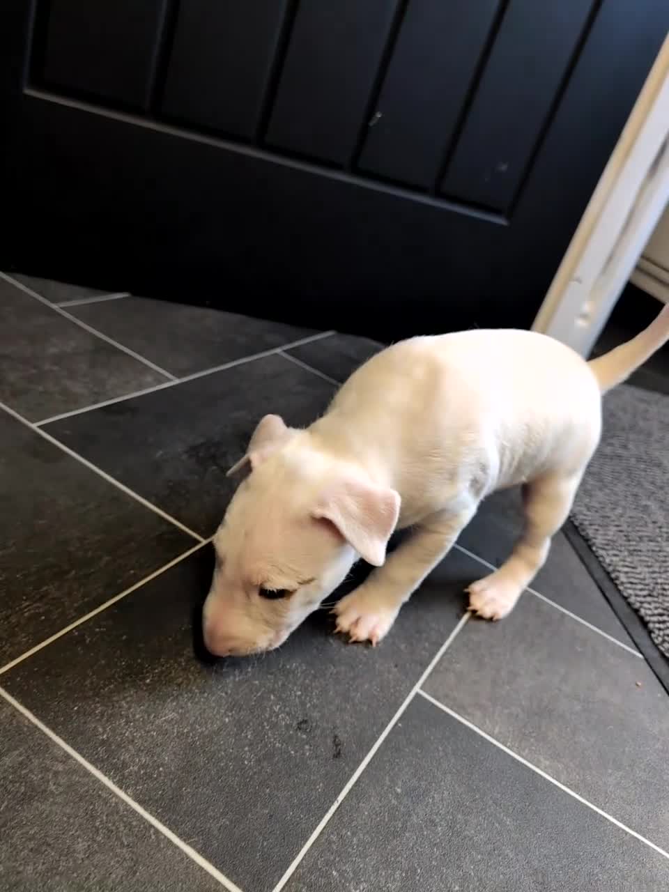 English Bull Terrier dogs for sale: English bull terrier puppies - Video 3
