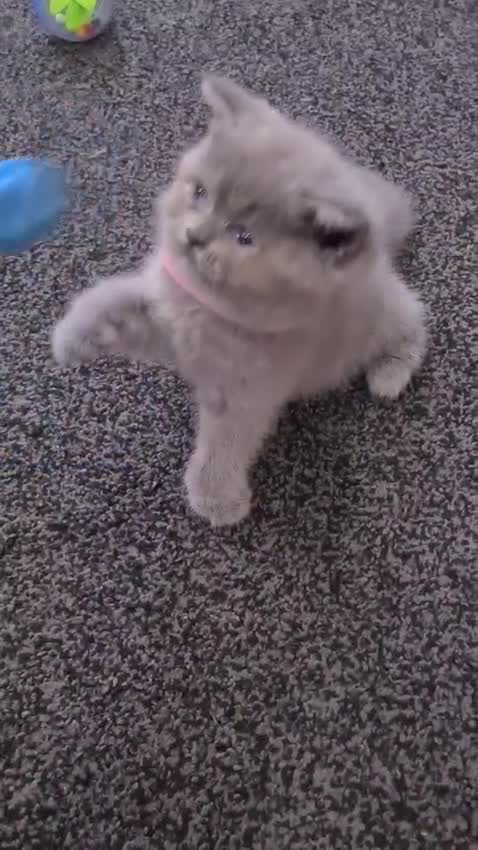 British Shorthair cats for sale: Female British Shorthair Kitten! - Video 1