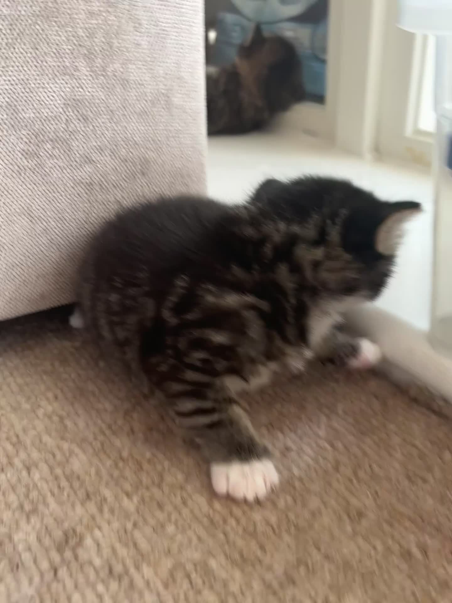 Domestic Shorthair cats for sale: Siberian Mixed (Fluffy Kittens)  - Video 2
