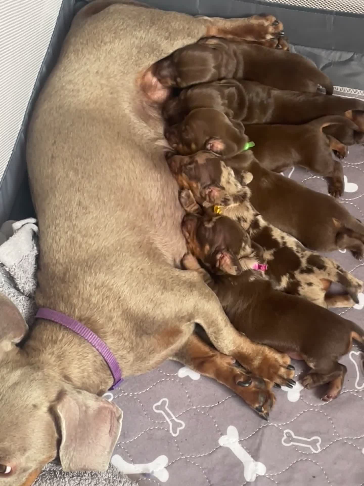 Miniature Dachshund dogs for sale: Last 2 chocolate / tan left 🩷💙 - Video 3
