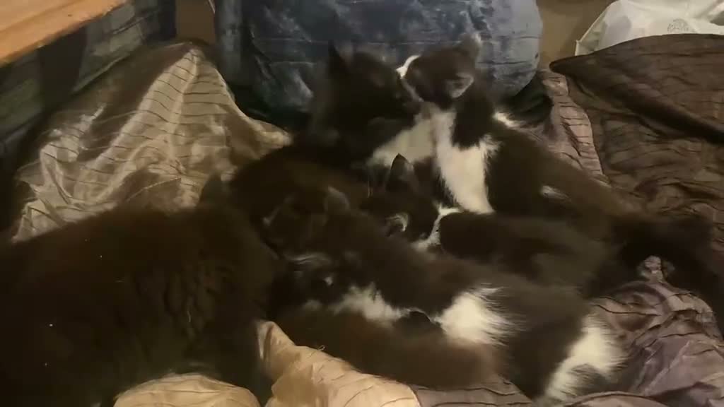 Mixed Breed cats for sale: Kittens for sale  - Video 1