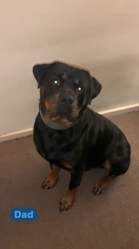 Rottweiler dogs for sale: Rottweiler puppies for sale - Video 2