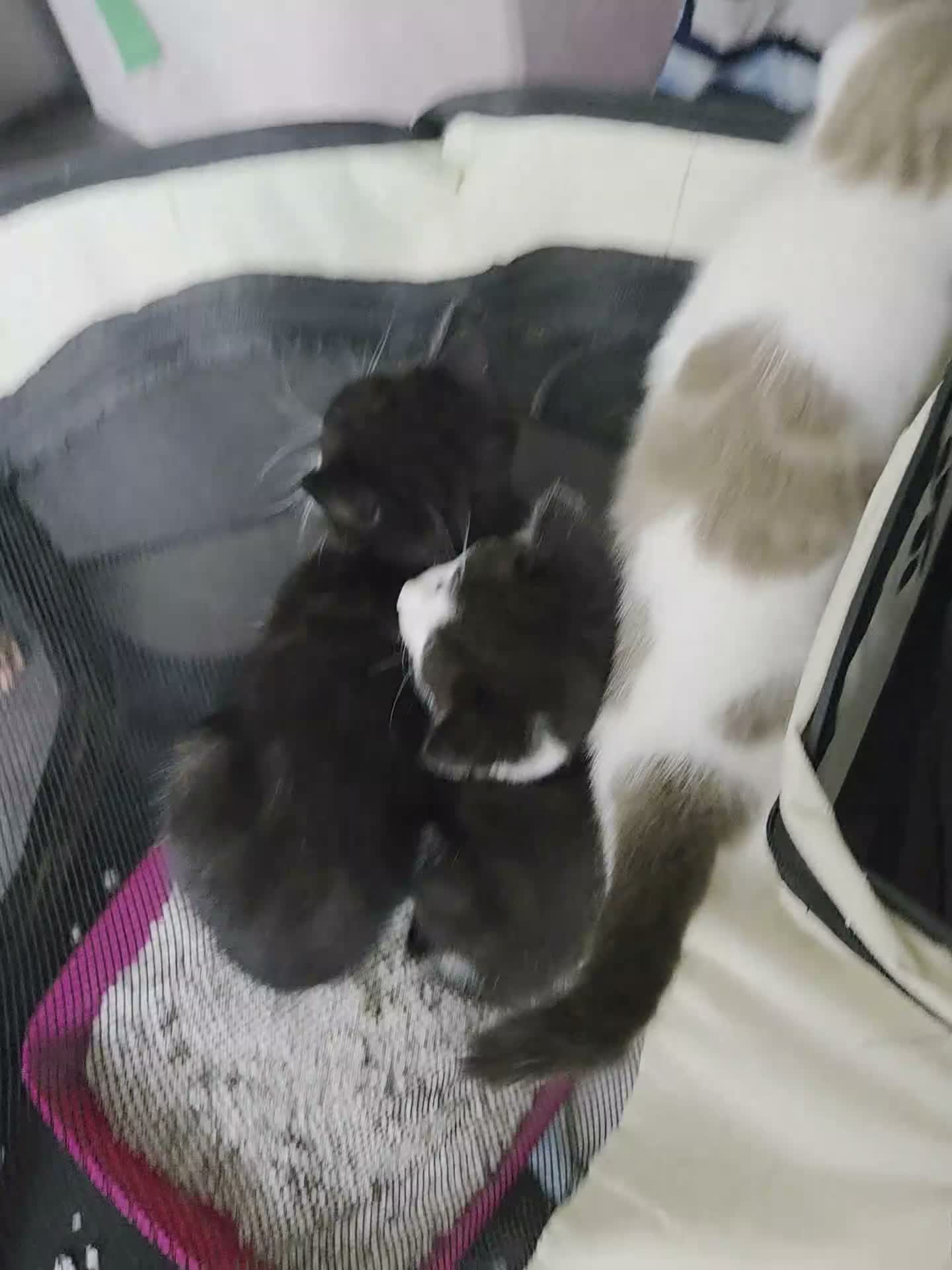 Mixed Breed cats for sale: 4 Beautiful Kittens Looking for Loving Homes - Video 2