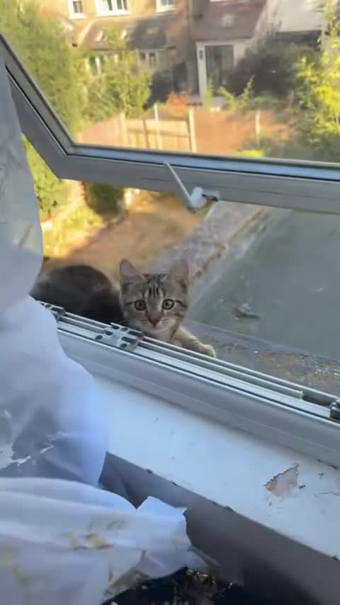 European cats for sale: Tabby cat for sale asap!!! - Video 2