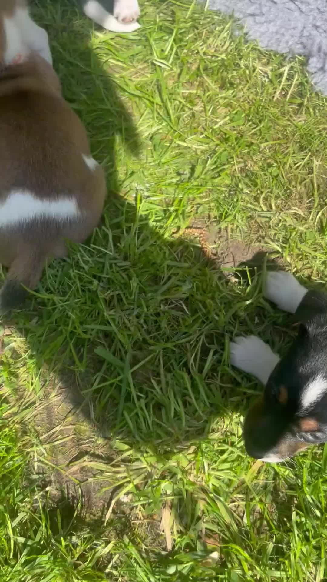 Jack Russell dogs for sale: Ready to leave Monday 1 girl 1 boy JRT puppy left - Video 1