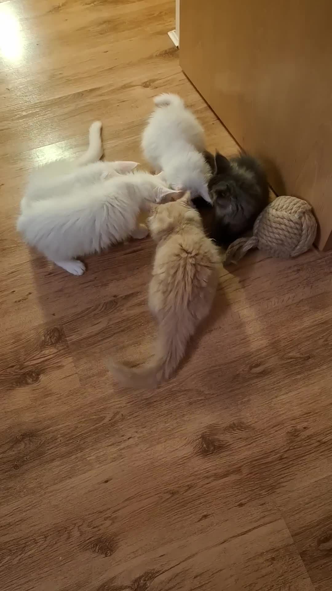 Maine Coon cats for sale: Adorable Purebred Maine Coon Kittens–GCCF/Pedigree - Video 5