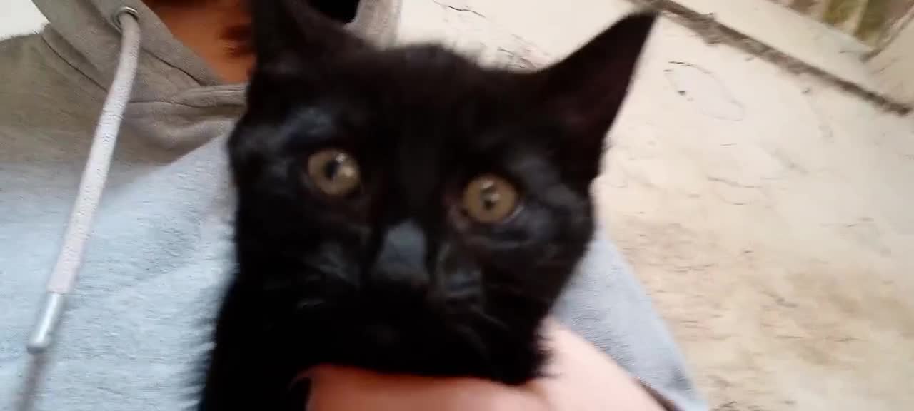Mixed Breed cats for sale: Farm kittens black and white - Video 1
