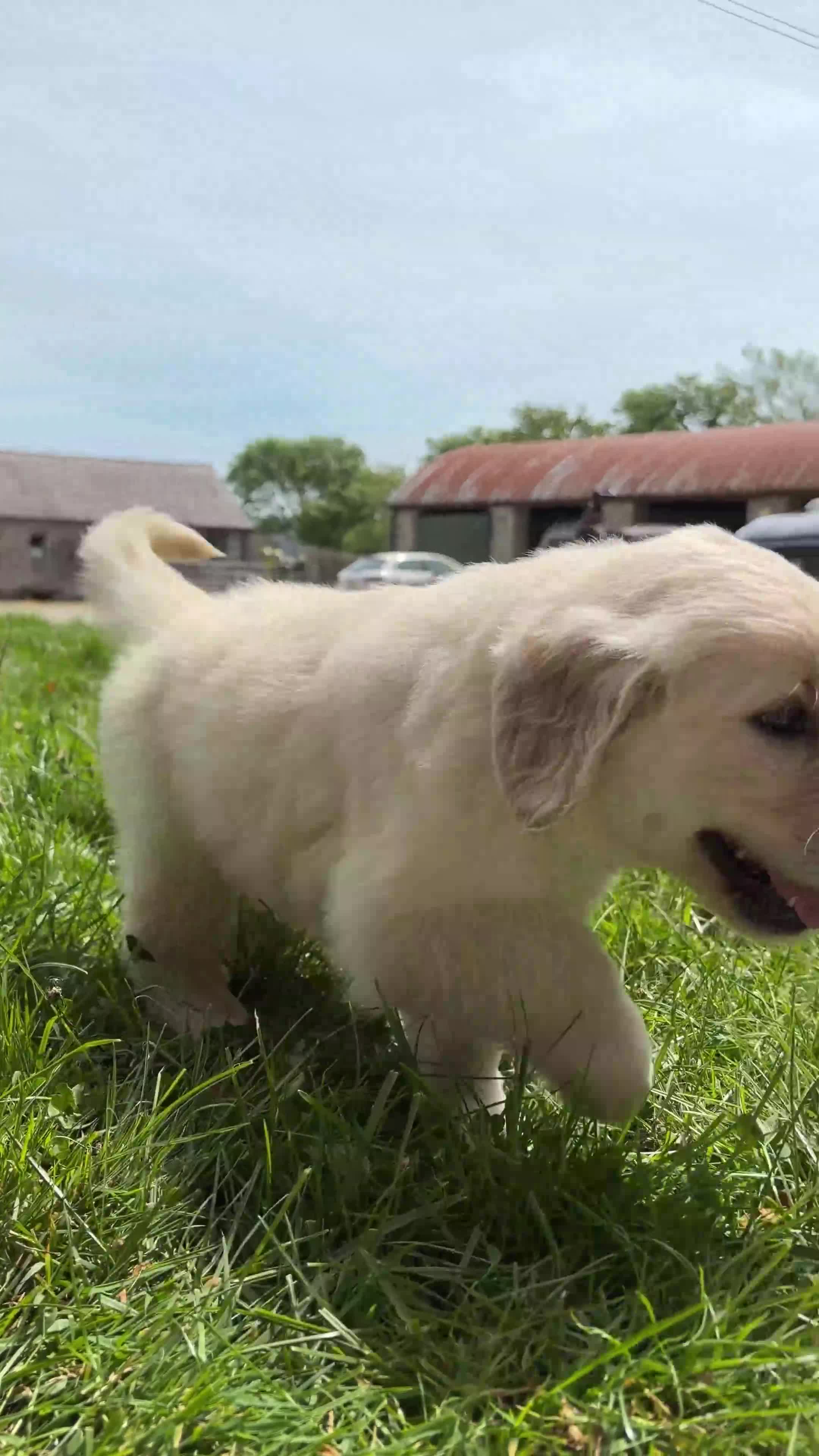 Golden Retriever dogs for sale: FULLY VACCINATED KC REG GOLDEN RETRIEVERS - Video 1