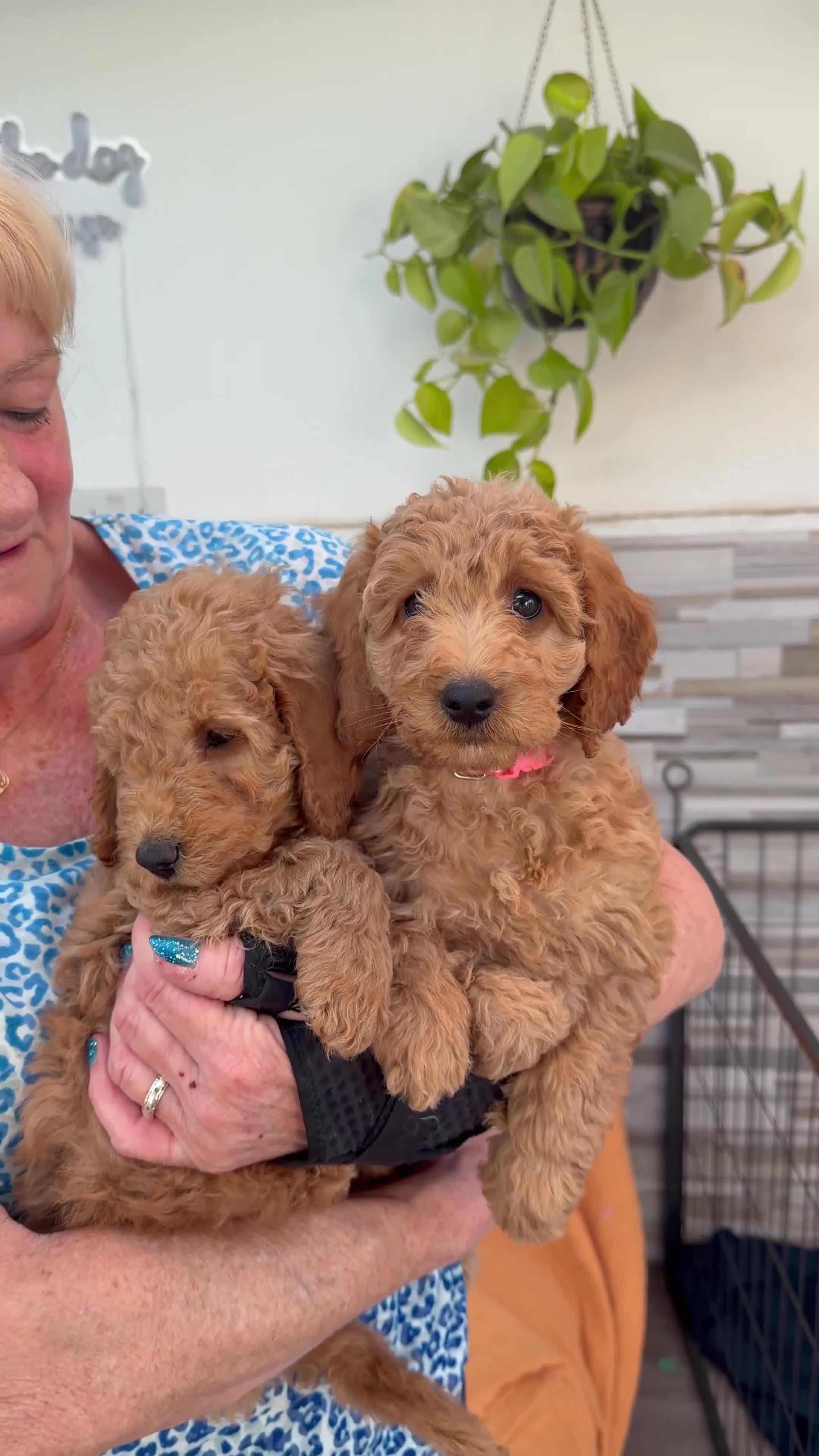 Mini Goldendoodle dogs for sale: Beautiful Miniature Goldendoodles Ready Now - Video 3