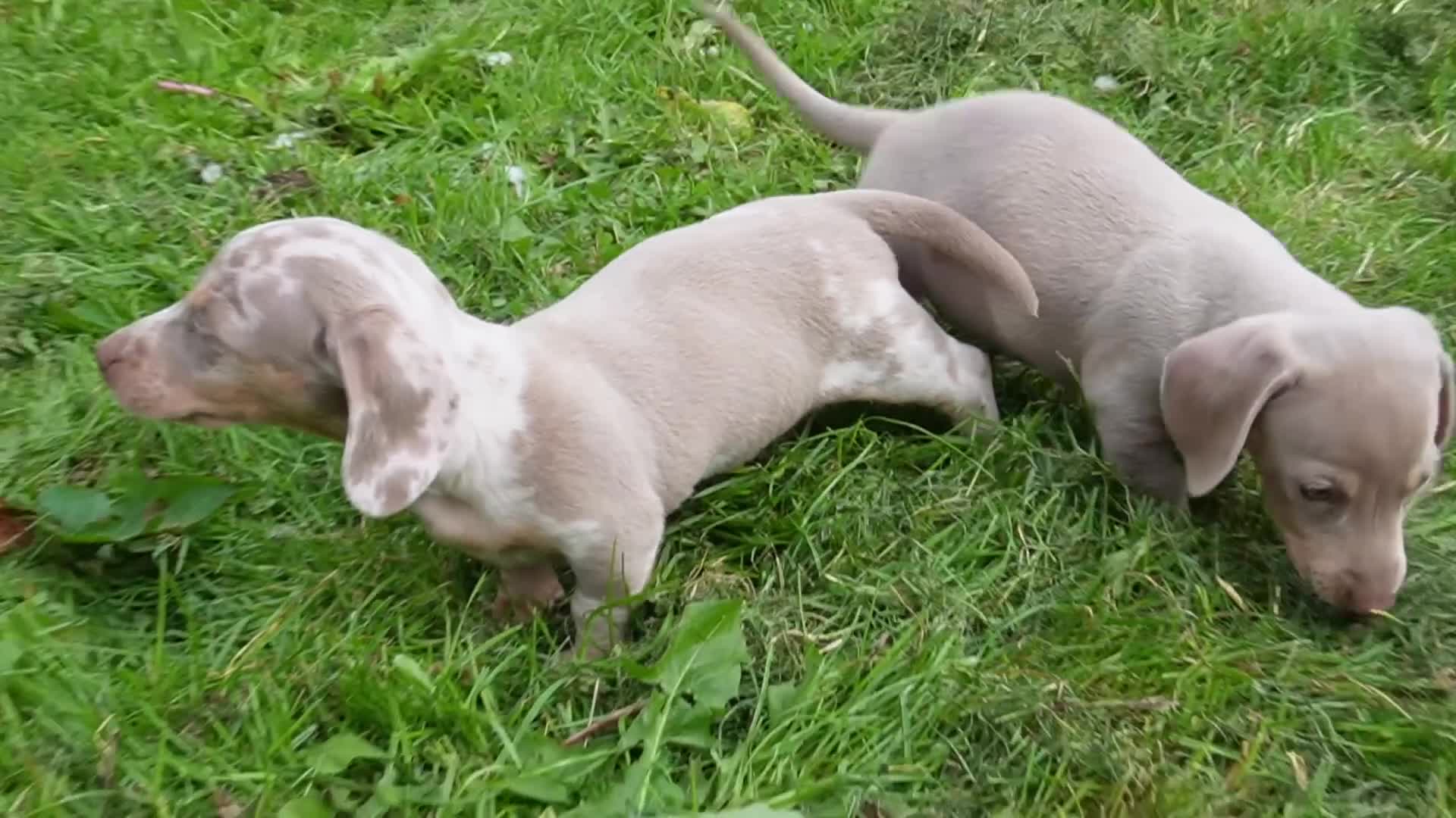 Miniature Dachshund dogs for sale: 🐾 Mini Dachshund Pups – Ready Aug 13 ✨ - Video 2