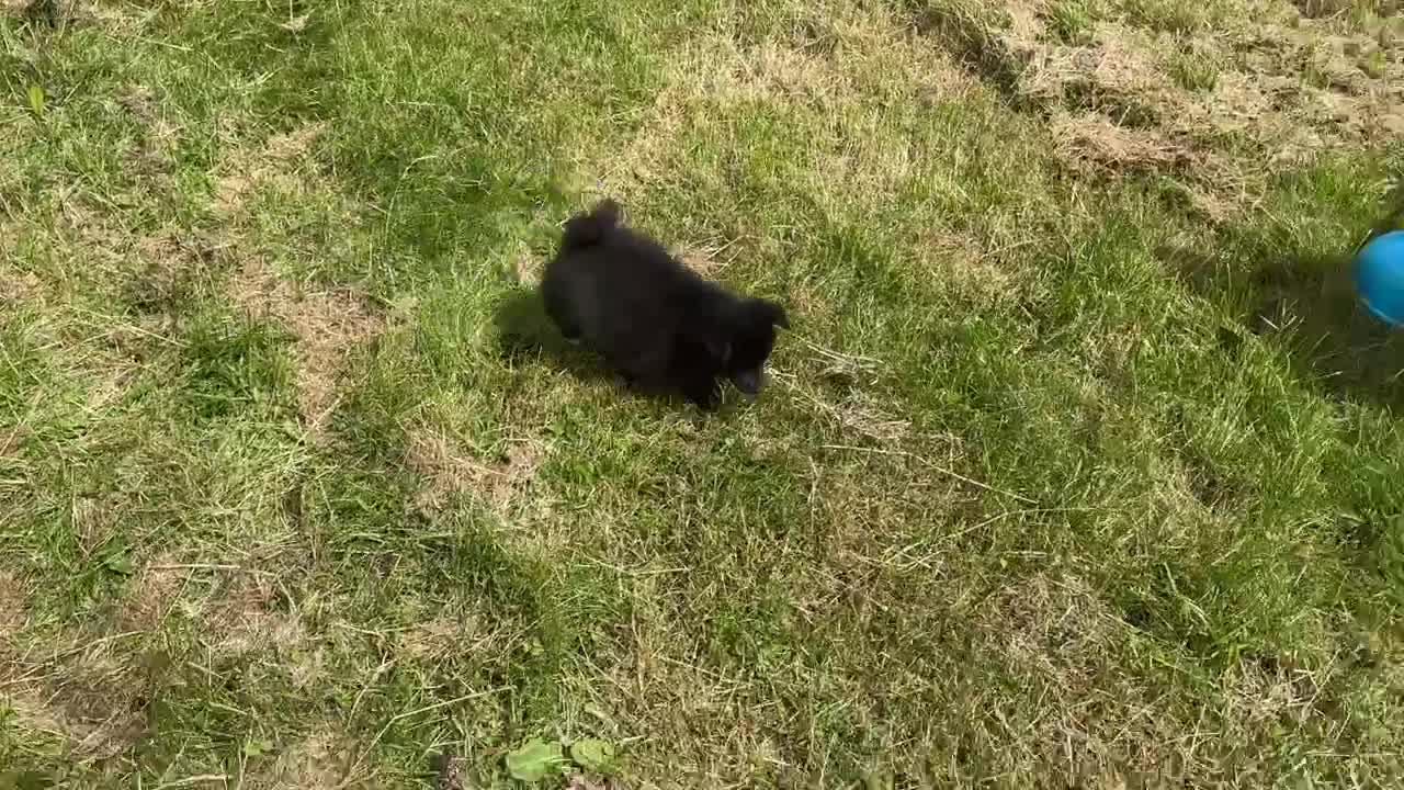 Pomsky dogs for sale: Adorable small f3 Pomsky puppies for sale  - Video 3
