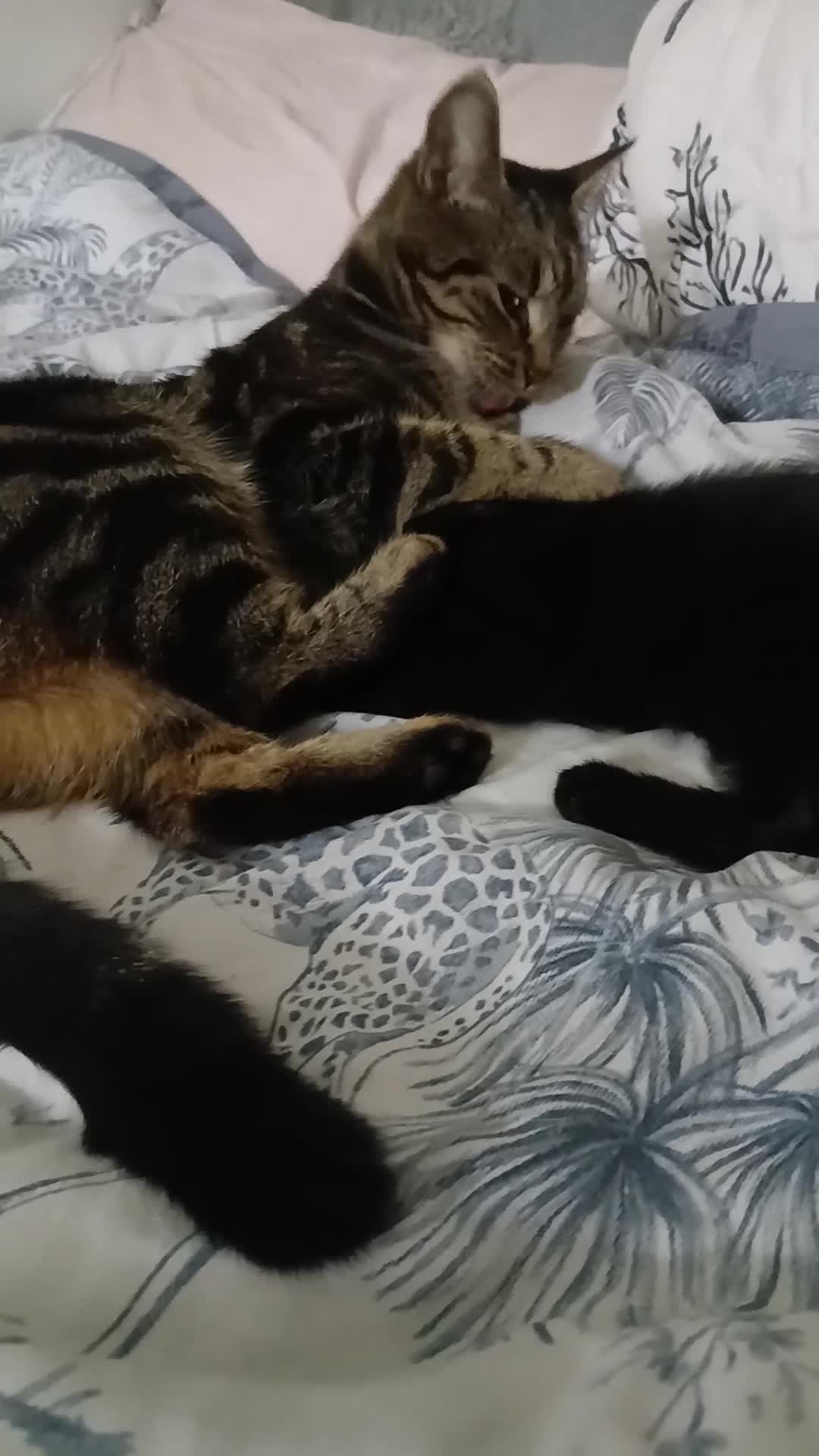 Mixed Breed cats for sale: Beautiful kitten boy for sale - Video 1