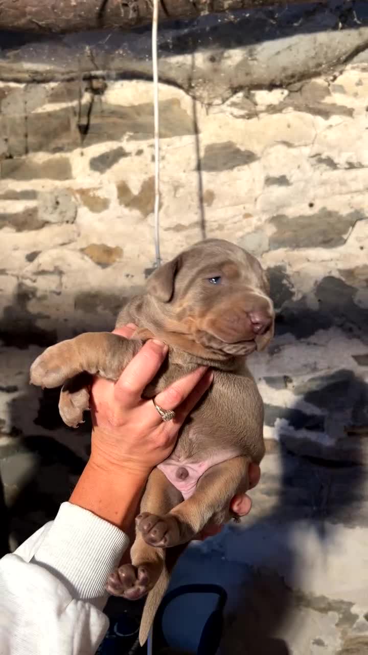 Dobermann dogs for sale: !! 1 FAWN MALE LEFT!! Dobermann puppies for sale  - Video 1