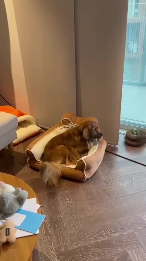 Mixed Breed dogs for adoption: Beautiful Lily is looking for her forever home 🐾 - Video 1