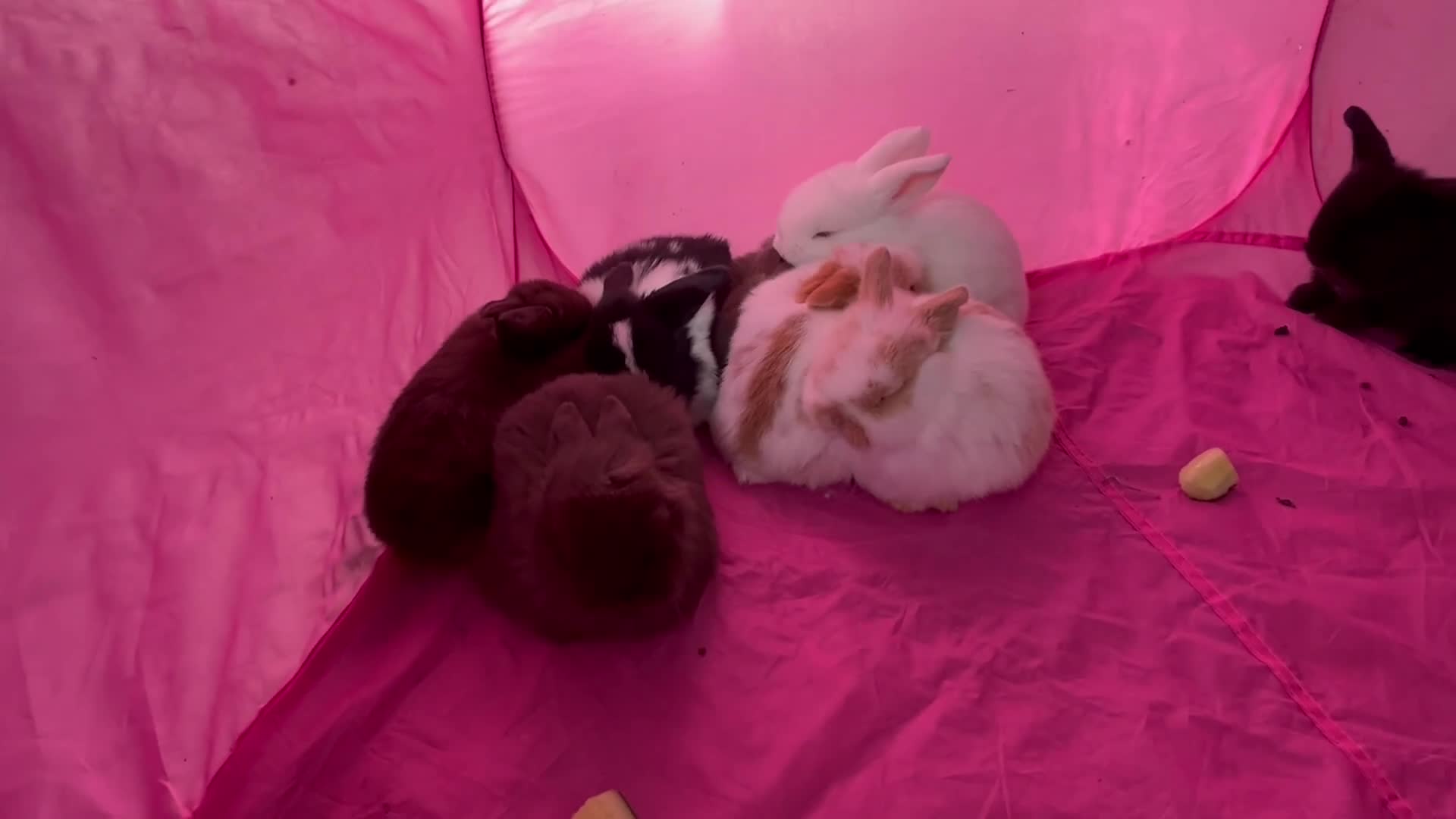 Mini Lop rabbits for sale: Mini lop babies  - Video 5