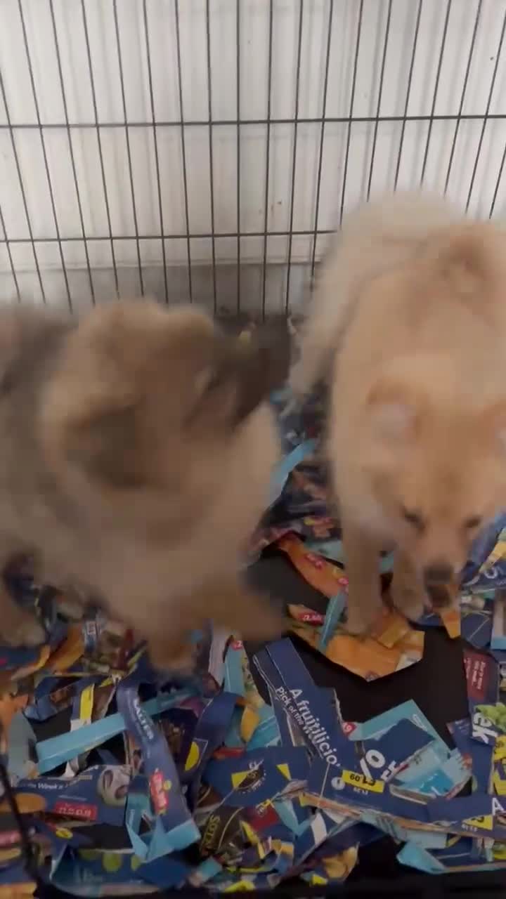 Pomeranian dogs for sale: 4 beautiful Pomeranian's looking for forever home  - Video 1