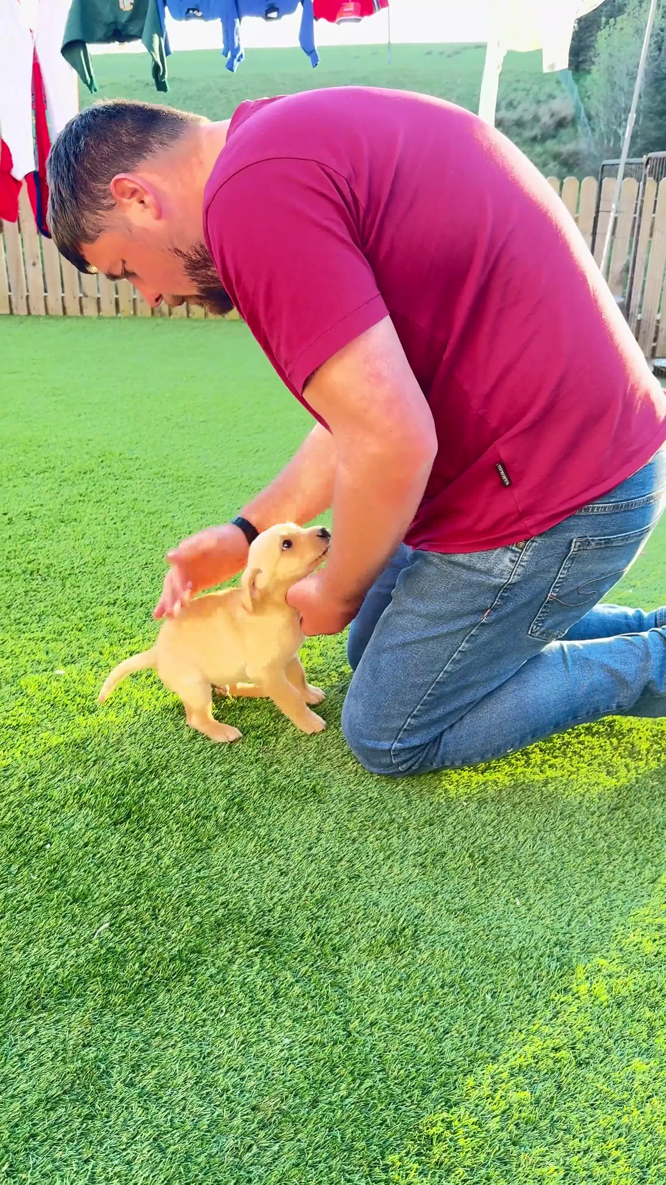 Labrador Retriever dogs for sale: Labrador Retriever's 9 weeks old - Video 2