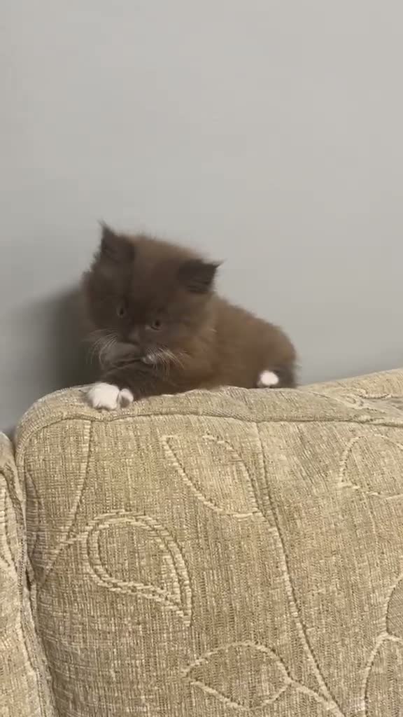 British Longhair cats for sale: Fluffy Chocolate Brown boy Kitten Lookingfor aHome - Video 1