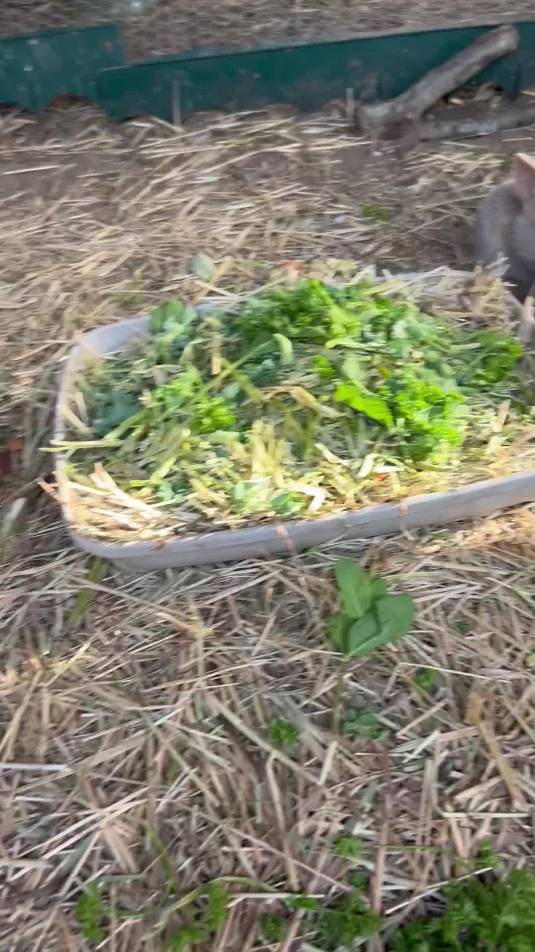 Mixed Breed rabbits for sale: Mixed lionhead/ mini loop rabbits  - Video 1