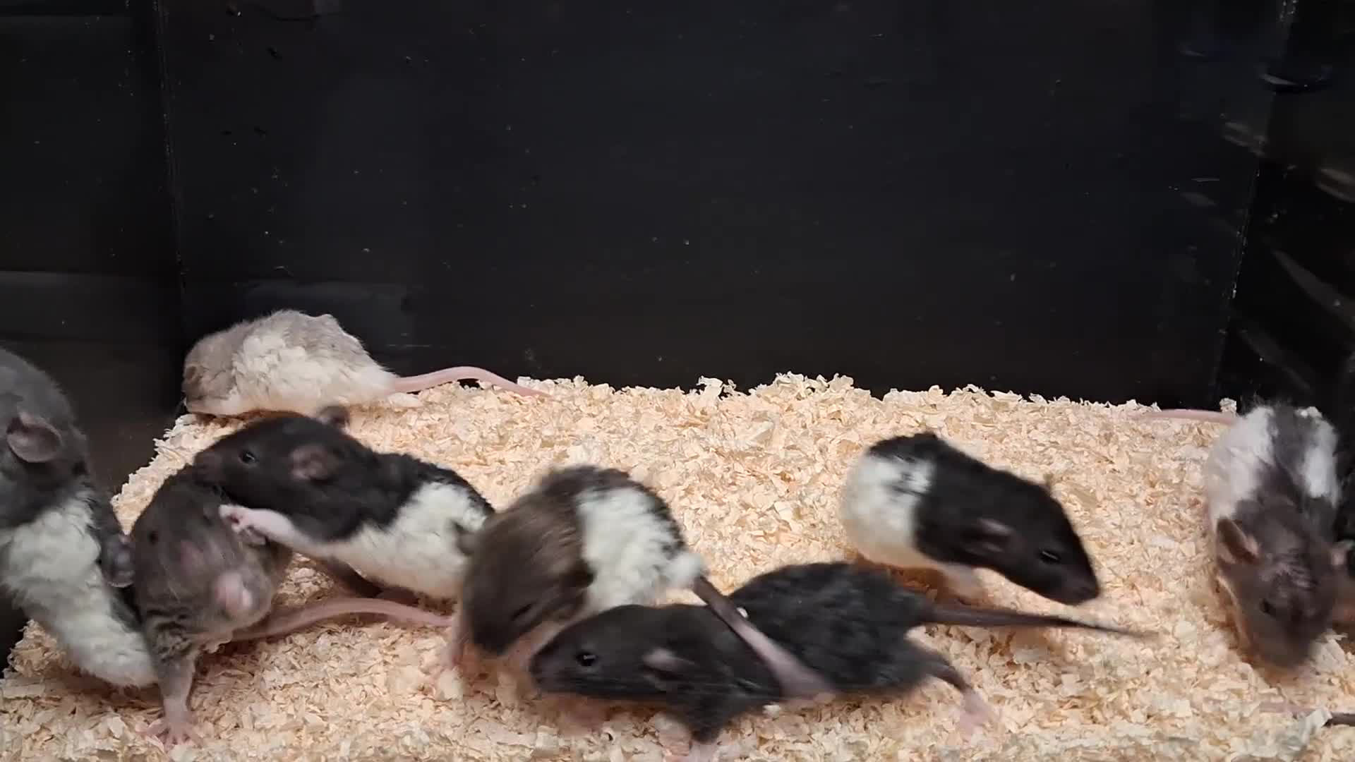 Rat rodents for sale: Baby Dumbo Rat's  - Video 1