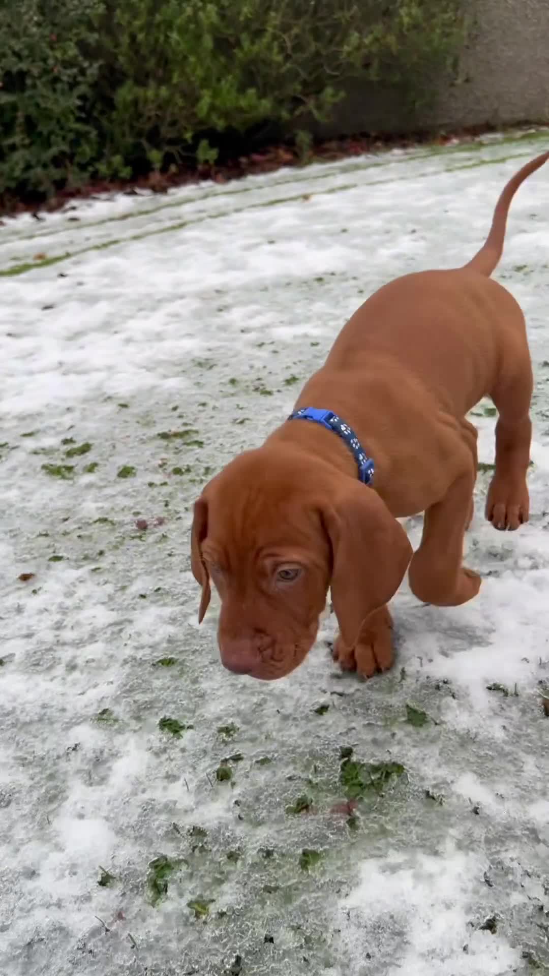 Hungarian Vizsla dogs for sale: Hungarian Vizsla Puppies  - Video 2