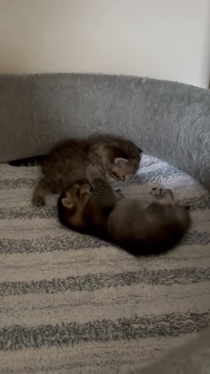British Shorthair cats for sale: Pedigree British Shorthair  - Video 4
