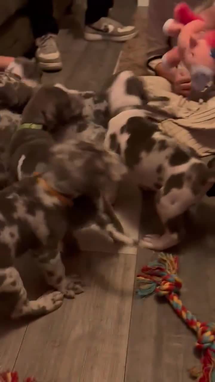 Great Dane dogs for sale: KC registered blue Great Dane puppies - Video 1