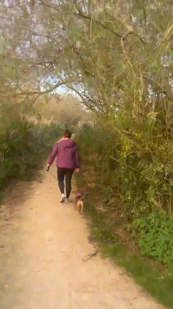 Mixed Breed dogs for adoption: Gorgeous little Heidi - Video 2