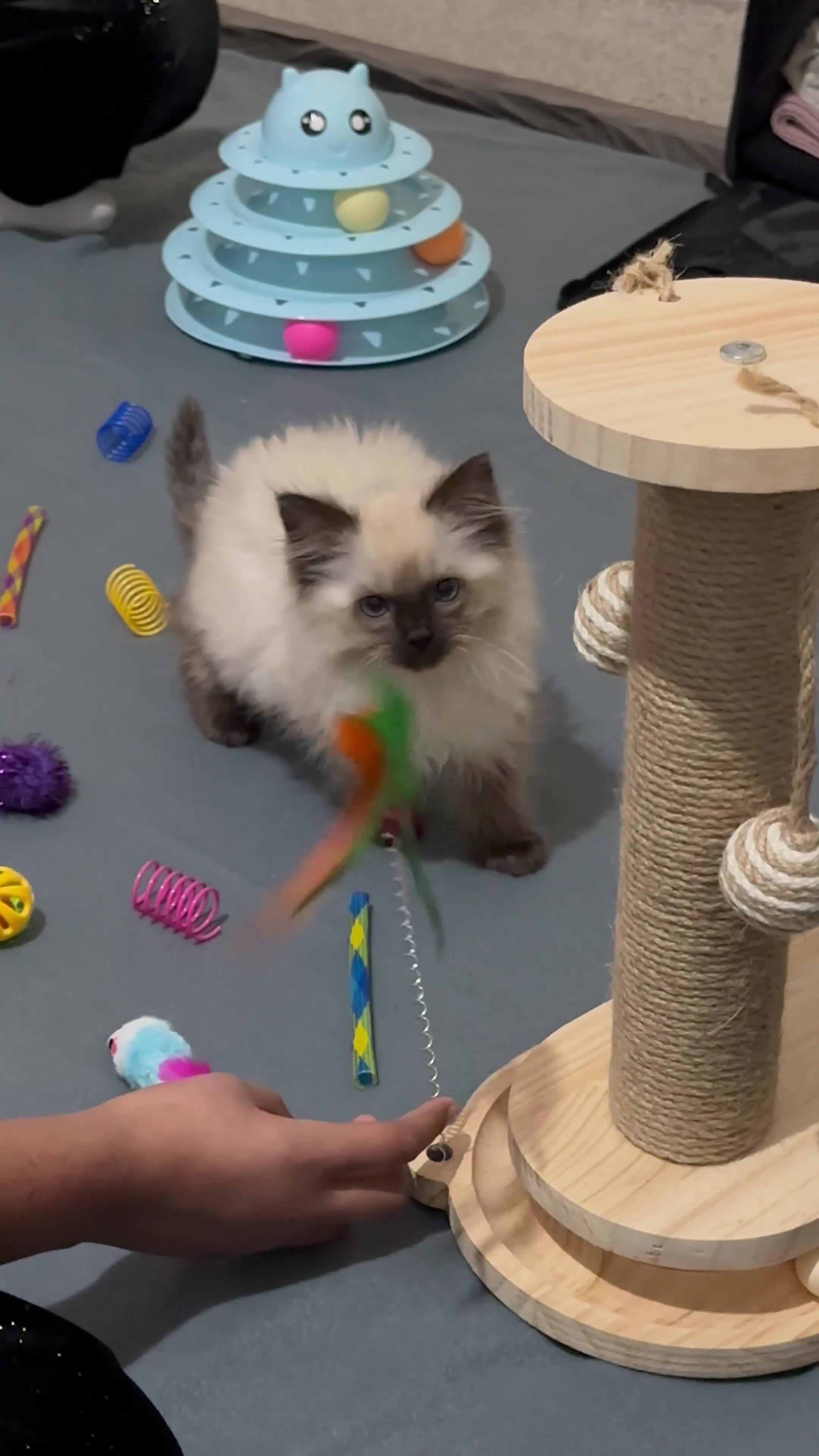 Ragdoll cats for sale: Purebred Seal Point Male Ragdoll Kitten - Video 1