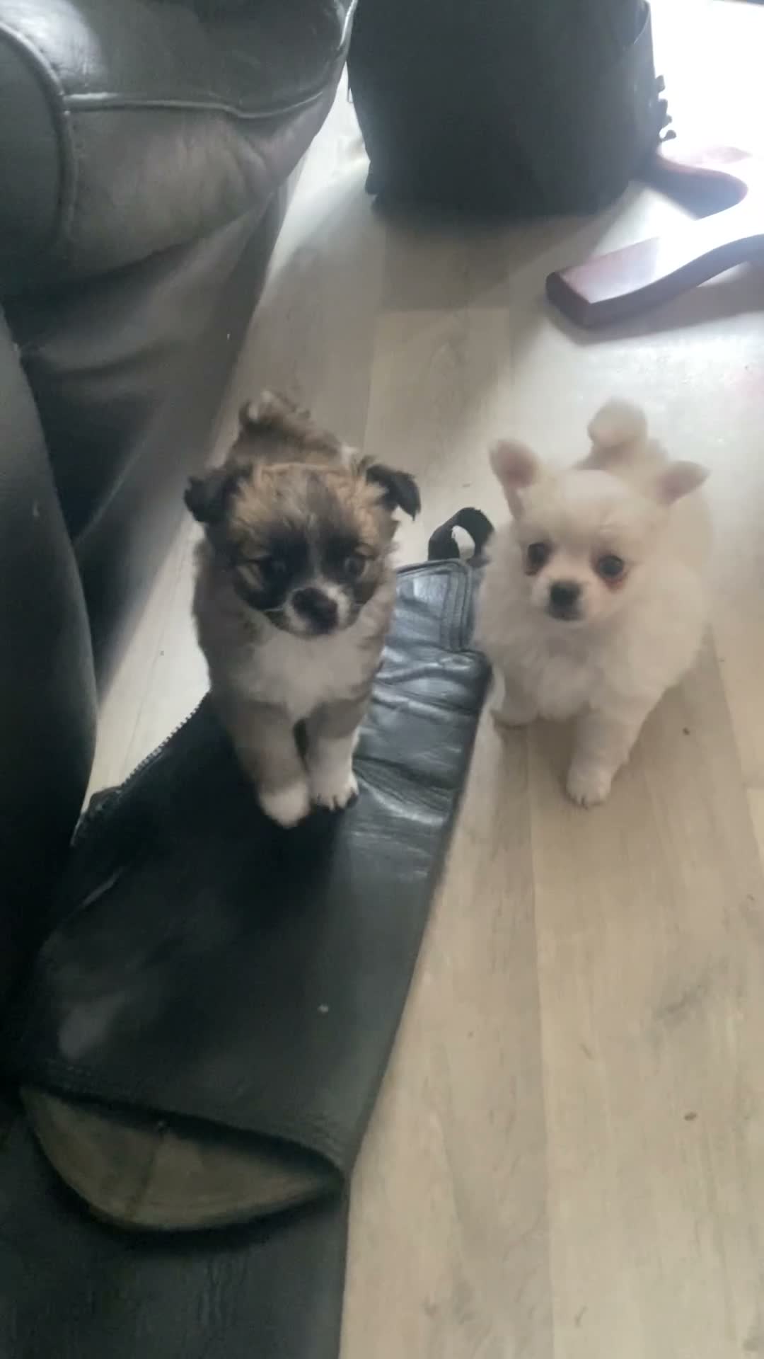 Pomchi dogs for sale: Gorgeous blonde male Pom-Chi puppy  - Video 1