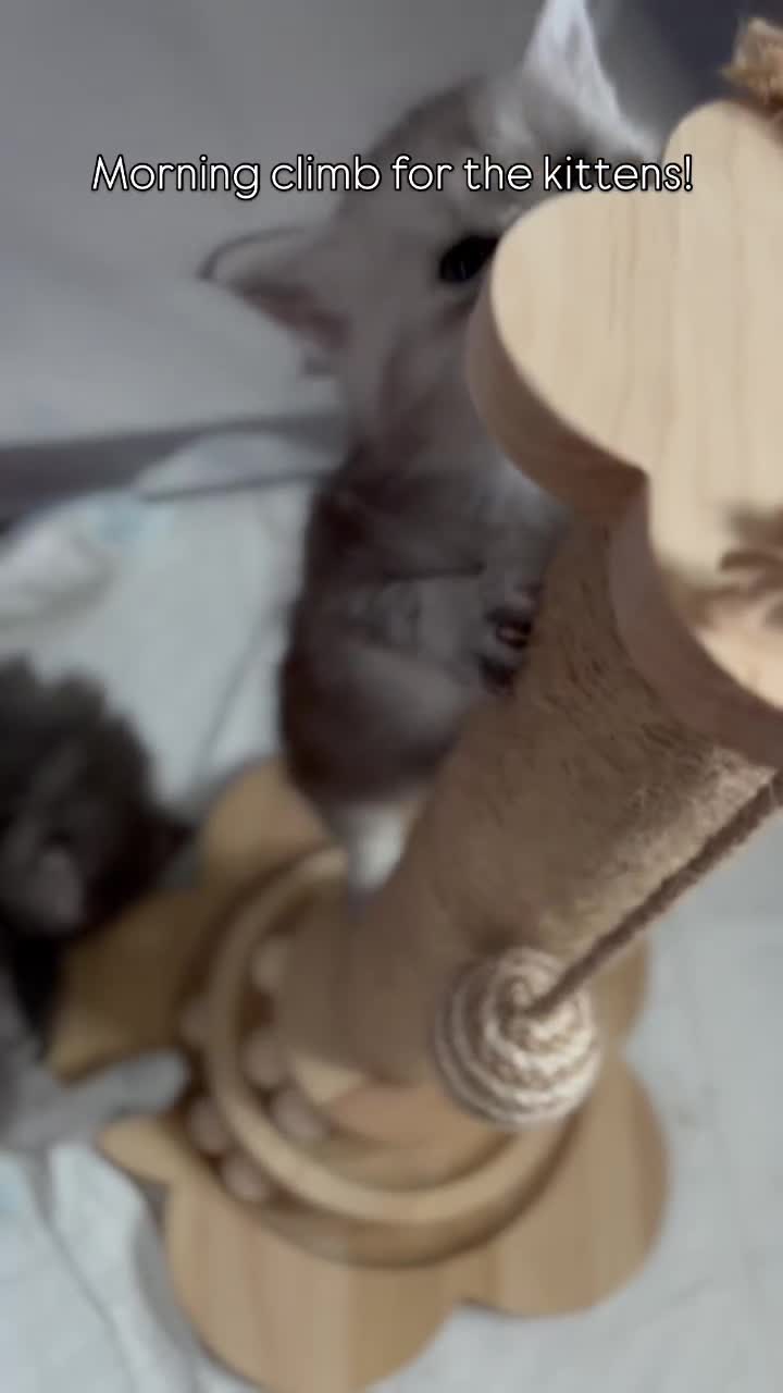 Maine Coon cats for sale: 1 female left, TICA Maine coons, ,shaded lines - Video 1