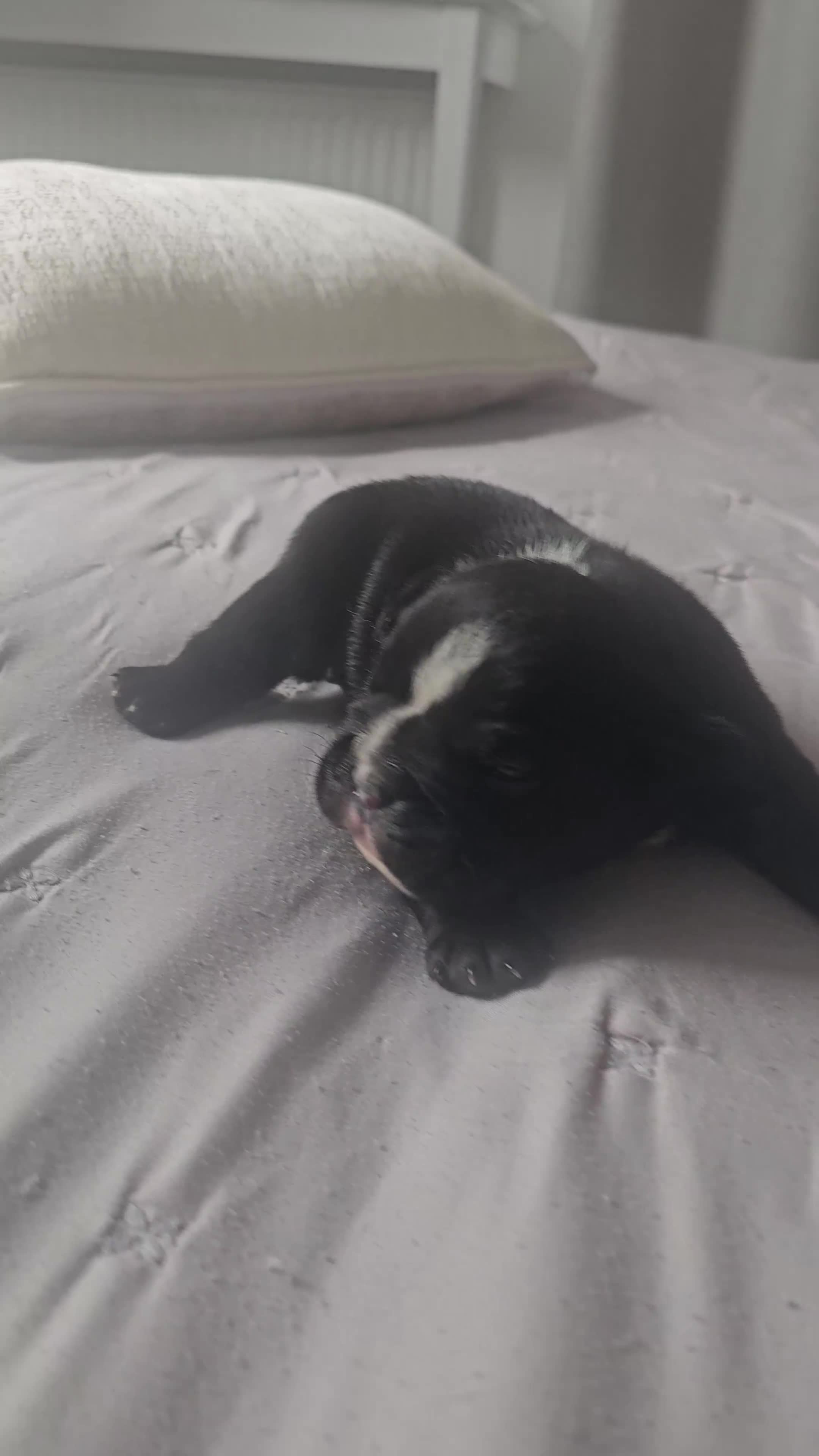 English Bulldog dogs for sale: KC Reg Champion Bloodlines 1 Girl Left £ 2800 - Video 3