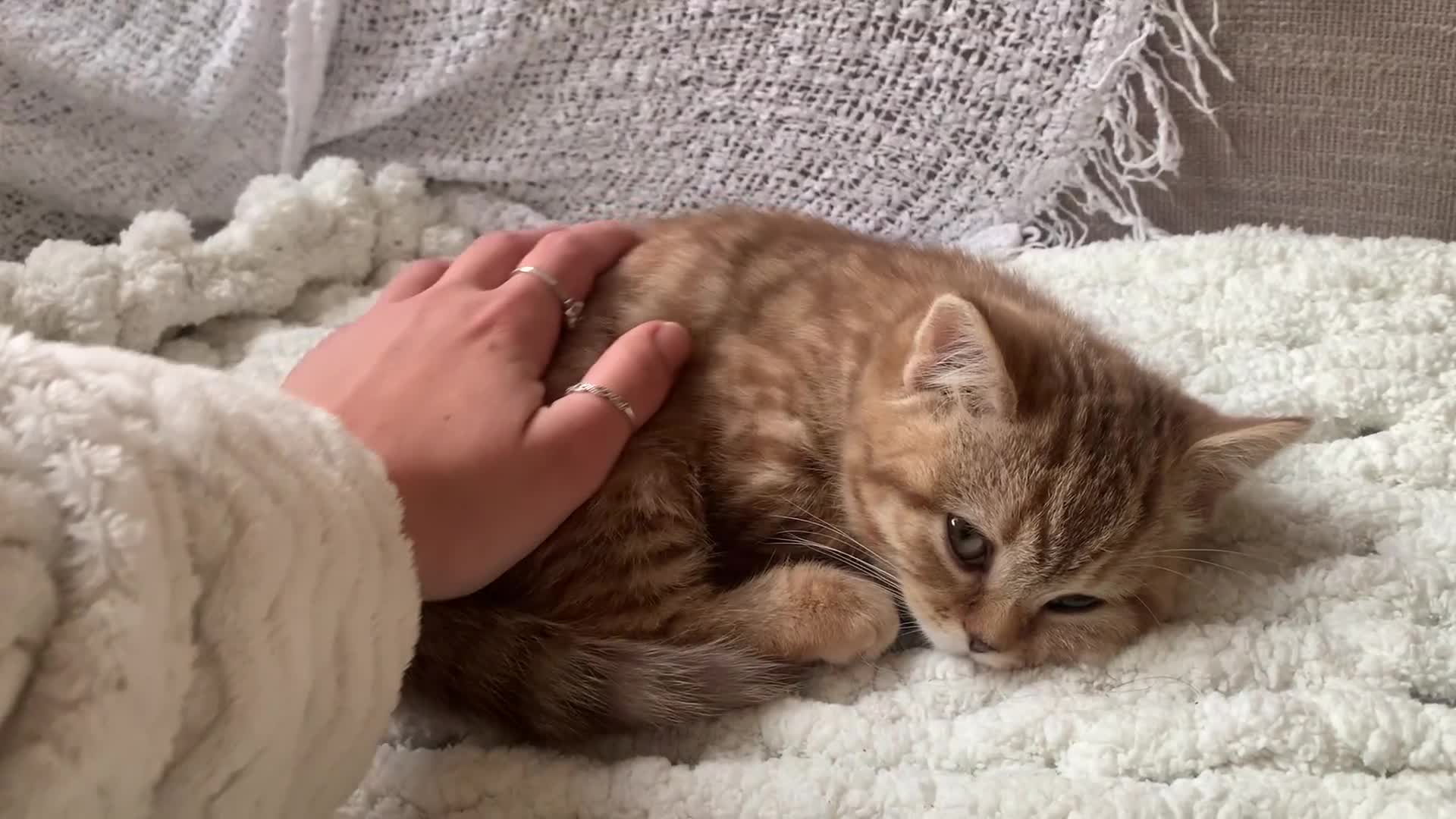British Shorthair cats for sale: 🤎 TICA pedigree gingery tabby British shorthairs - Video 3