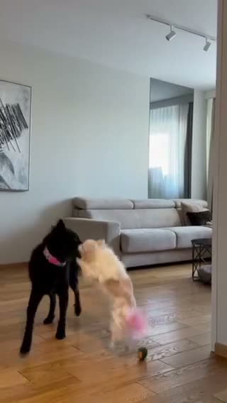 Hungarian Puli dogs for adoption: George – Affectionate 5-Year-Old Boy  - Video 3