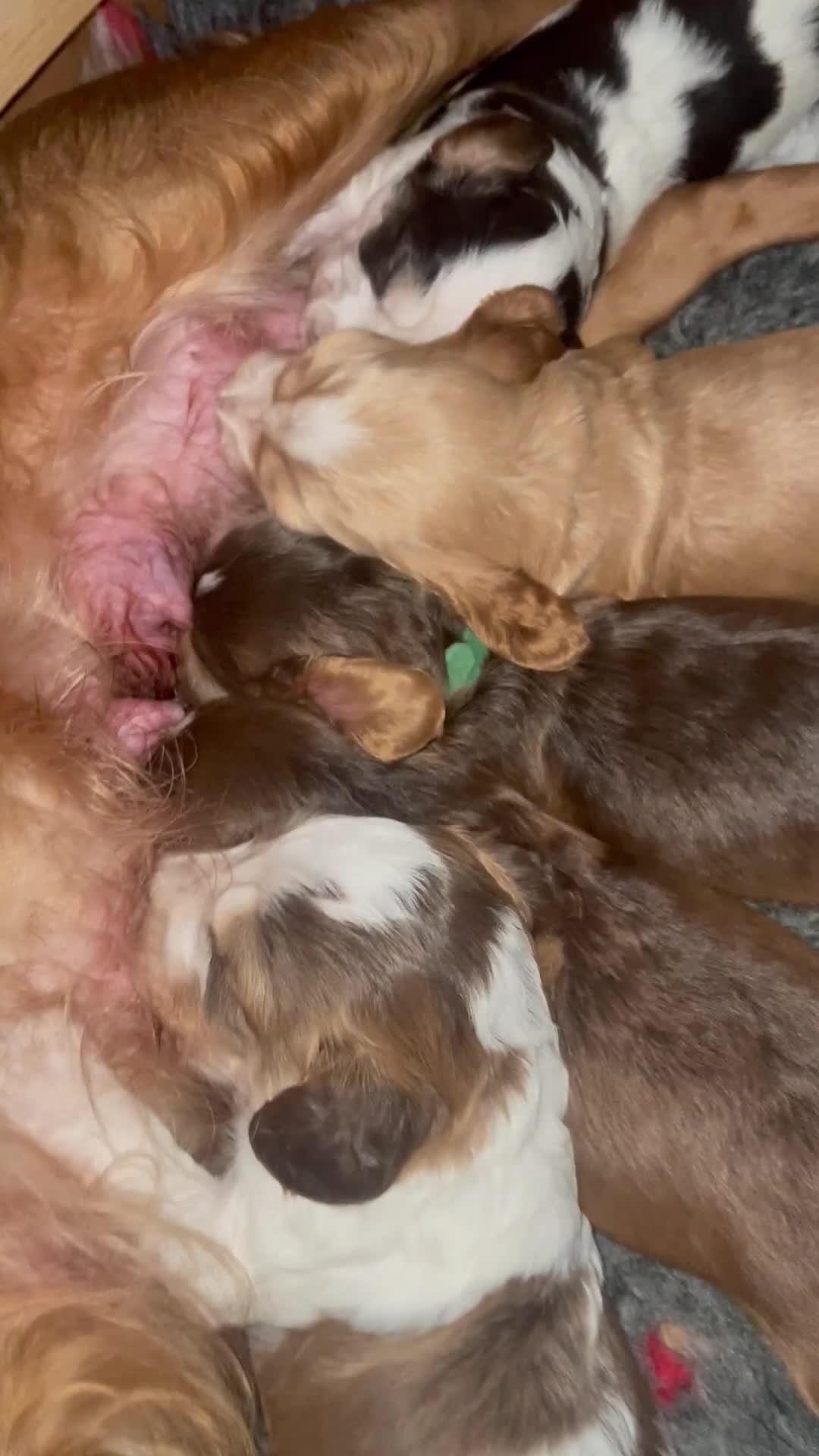 Cocker Spaniel dogs for sale: Beautiful health tested Cocker spaniel pups  - Video 4