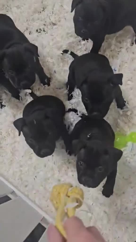 Staffordshire Bull Terrier dogs for sale: KC Staffordshire bull terrier pups for sale  - Video 1
