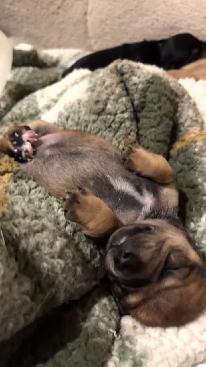 Chiweenie dogs for sale: Beautiful baby chiweenies 🐾🐕 - Video 1