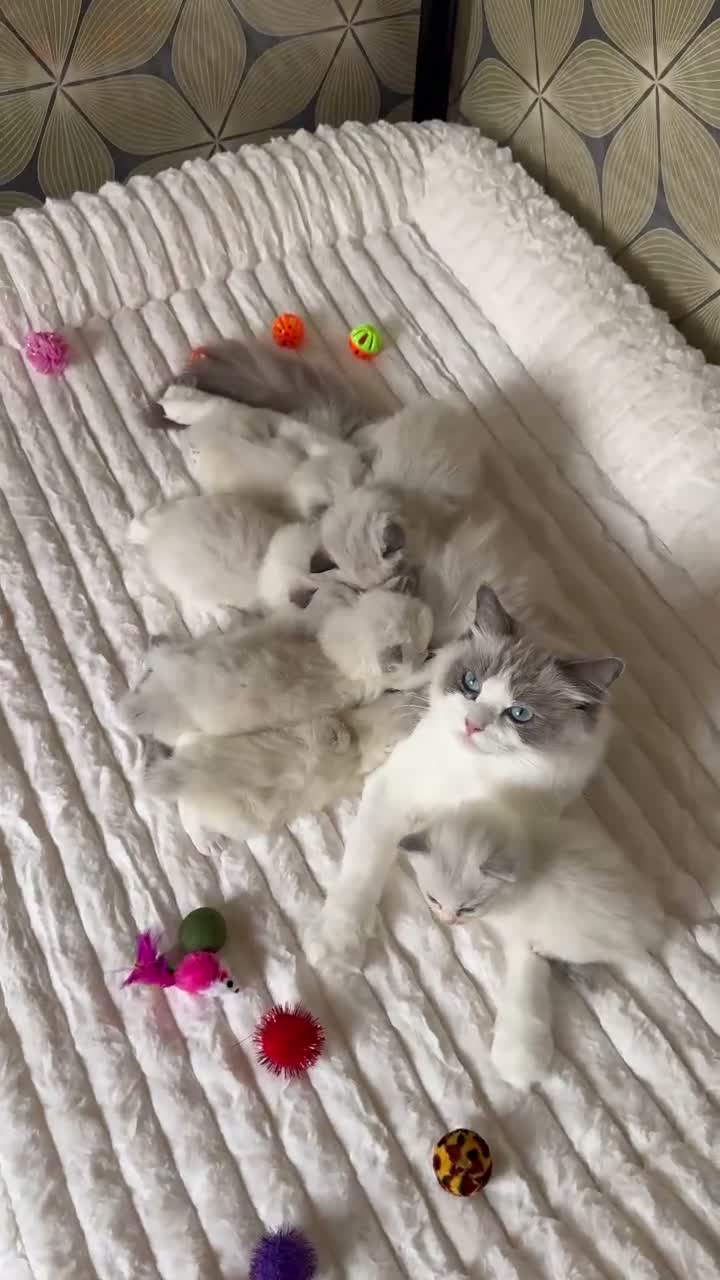Ragdoll cats for sale: Beautiful TICA Kittens  - Video 1