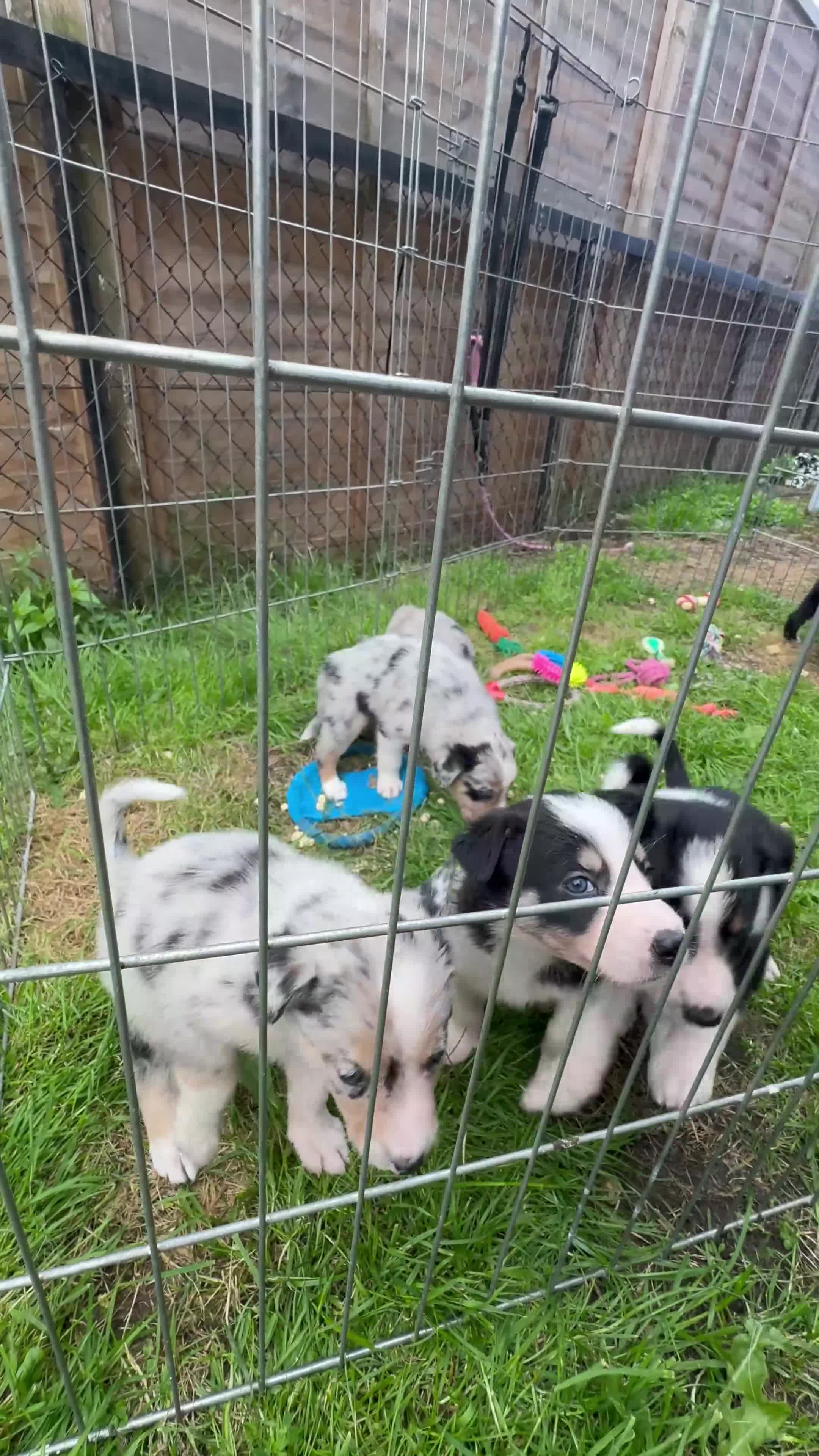 Border Collie dogs for sale: 7 beautiful border collie puppies for sale  - Video 2