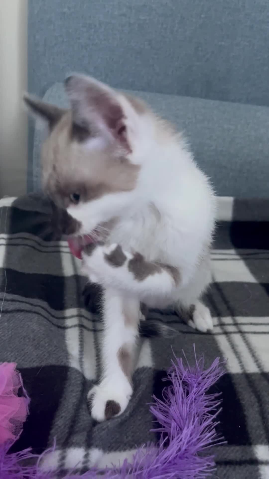 Mixed Breed cats for sale: Bengal x British long hair kittens  - Video 2