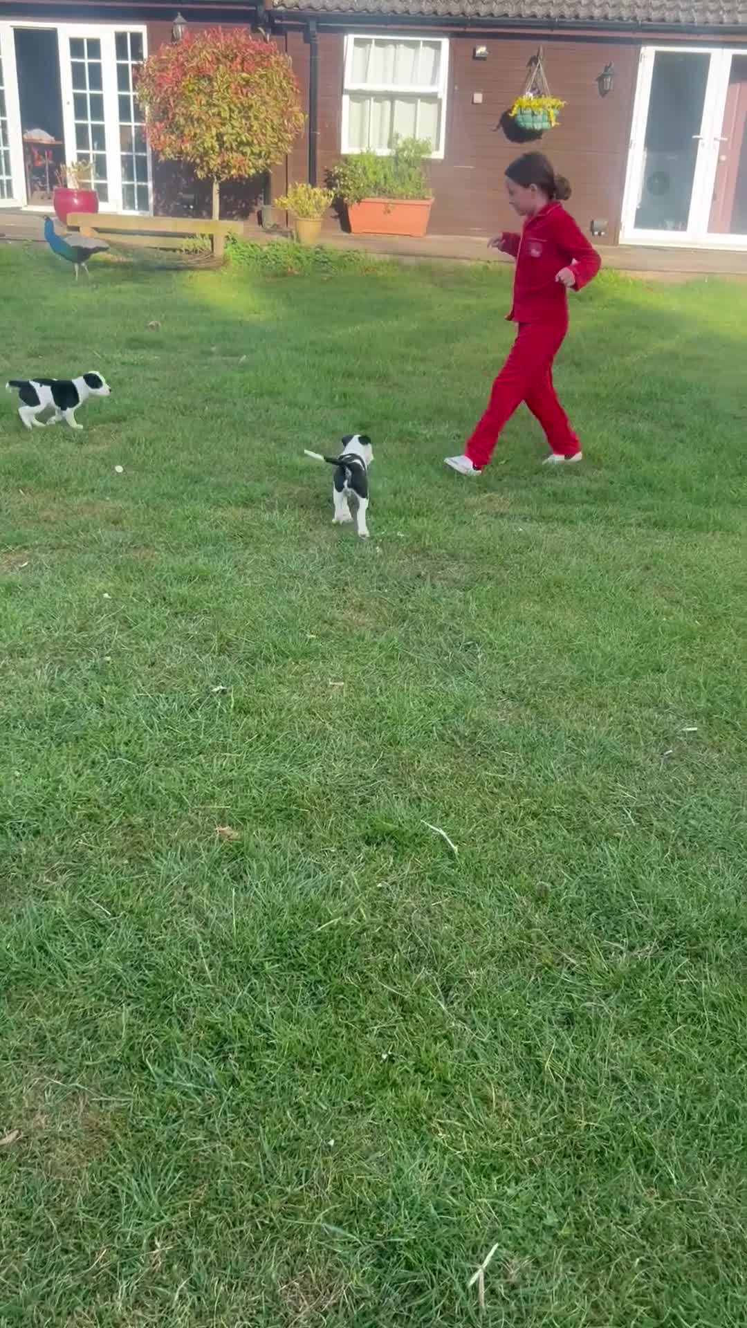 Mixed Breed dogs for sale: Puppys for sale  - Video 2