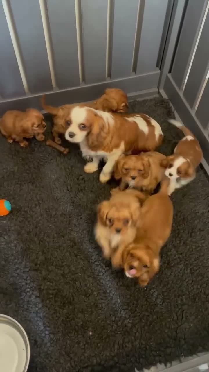 Cavalier King Charles Spaniel dogs for sale: Red full breed cavalier boys  - Video 1