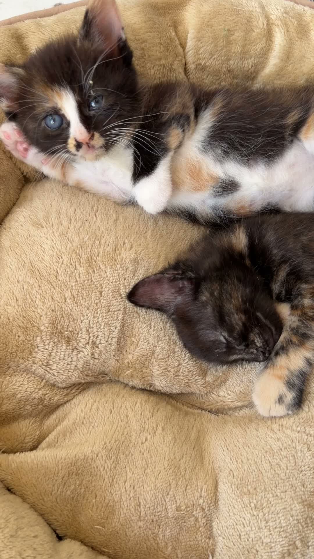 Mixed Breed cats for sale: Two Gorgeous Tortoiseshell girl kittens - Video 1
