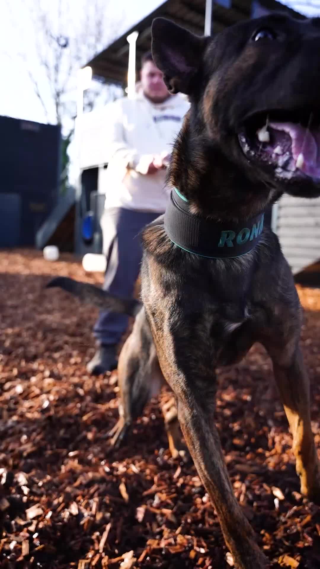 Belgian Shepherd Dog dogs for stud: Dutch herder BRN registered  in Middlesbrough - Video 1