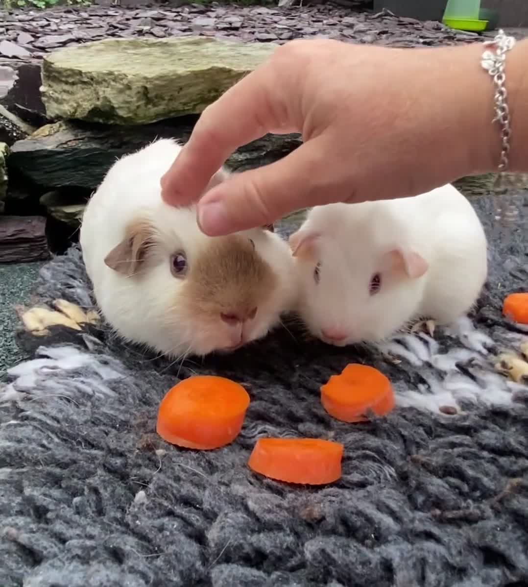 Guinea Pig rodents for sale: Bonded baby boys  - Video 1