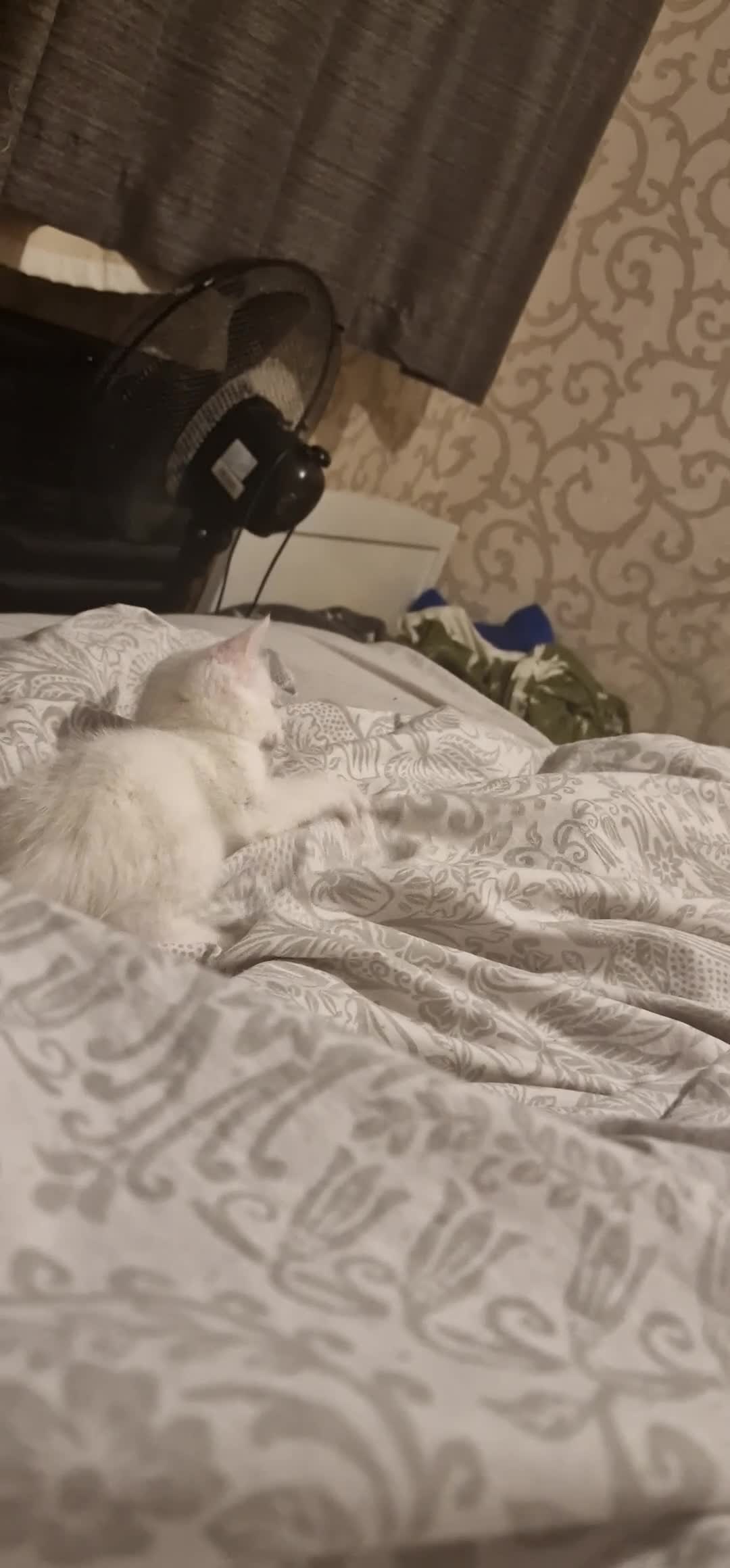 Mixed Breed cats for sale: White kittens. Ready Now. £150 each - Video 1