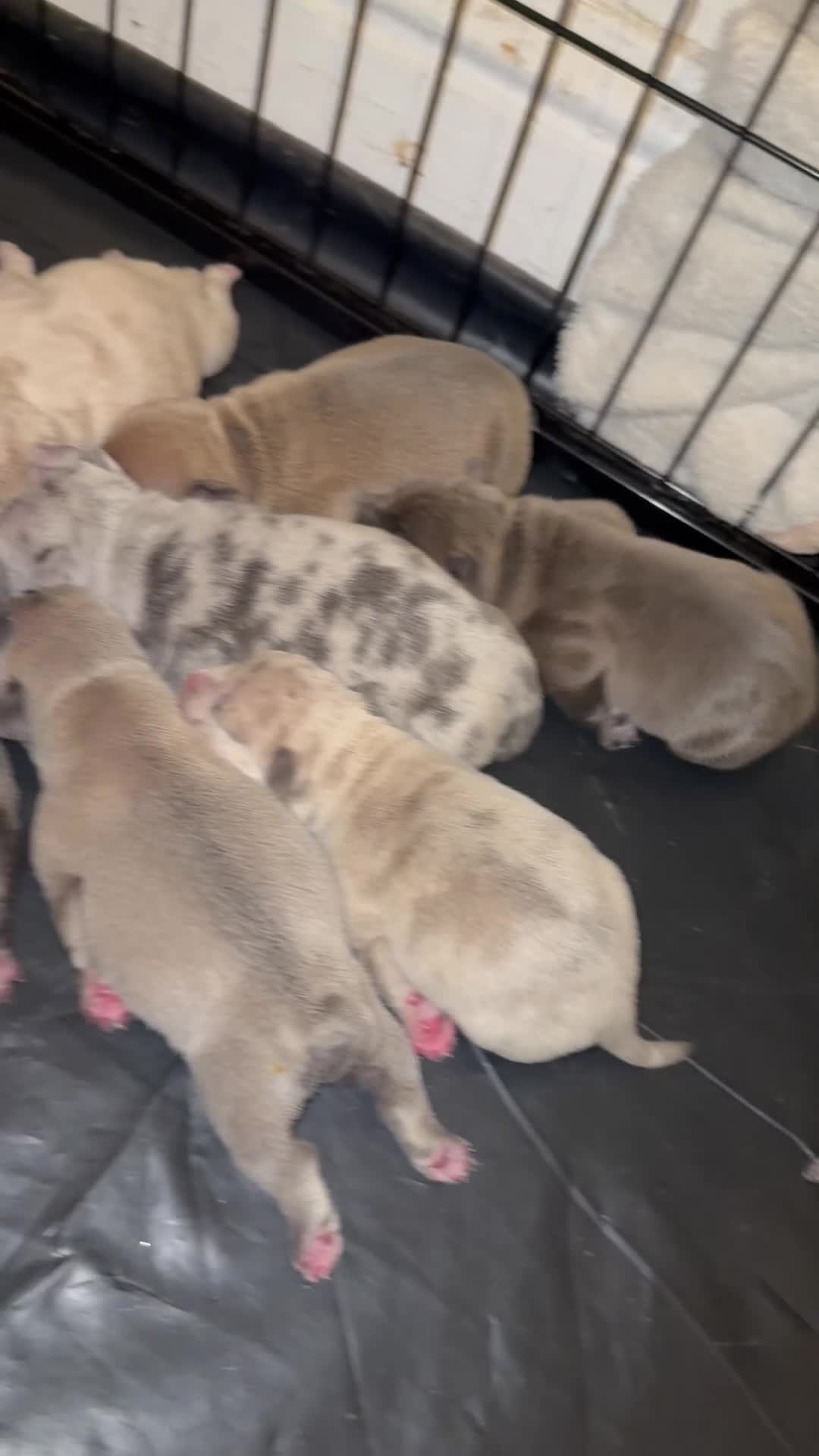 Mixed Breed dogs for sale: Hybrid old English bulldog/french  in Saltash - Video 1